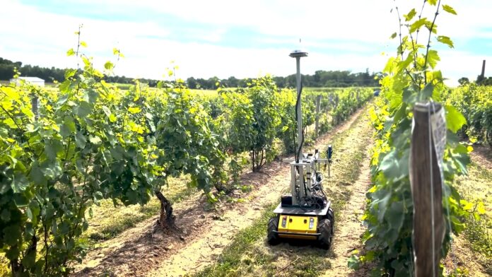 Un robot autónomo iguala a los humanos en la detección de enfermedades en los viñedos