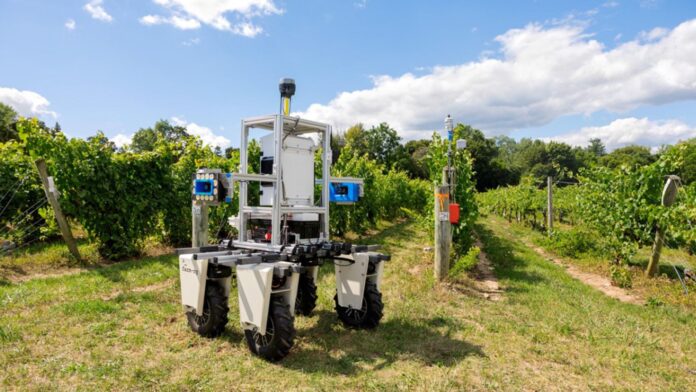 Un robot autónomo ayuda a detectar enfermedades en viñedos