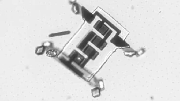 Crean los robots microscópicos autónomos más pequeños del mundo